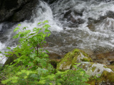 Sweathouse Creek in June