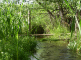 Footbridge in June