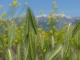 Grasses with Mustard and Mountains