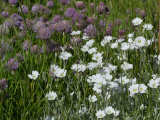 Purple and White Flowers