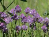 Chive Garden