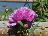 Rustic Peony