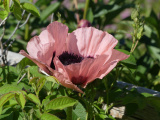 Giant Poppy