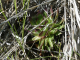 Obscured Hen and Chicks