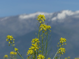 Mustard Flowers