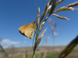 Alight on Grass