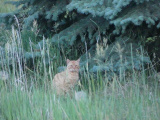 Watching beneath the Evergreen