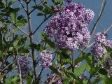 Lilac Flowers and Leaves