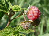 Developing Raspberries