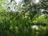 Veil of Willow and Grass