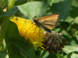 Dandelion among Clover