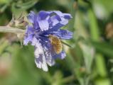 Bee Fly at a Chicory Flower