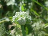 Onion Flowers