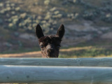 Peeking over the Fence