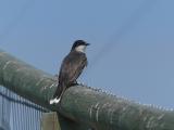 Eastern Kingbird on a Fence