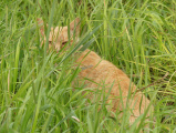 Watching from the Grass