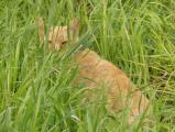 Watching from the Grass