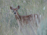 Fawn at Dusk