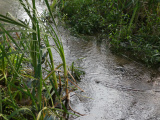 Stream at Dusk