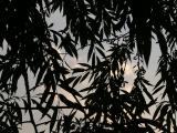 Silhouette of Willow Branches