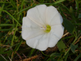 Little White Flower