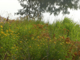 Flowers beside the Bitterrot River