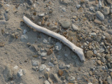 Driftwood on a River Beach