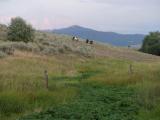 Horses on the Hillside