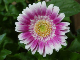 Sweet Fiesta Daisy