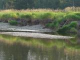 Grass on the Riverbank