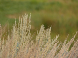 Sagebrush Tips