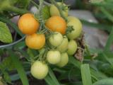 Ripening Tomatoes