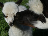 Alpaca Kiss