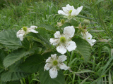 Blackberry Flowers