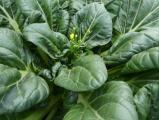 Flowering Tatsoi