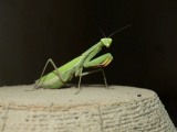 Praying Mantis on a Post