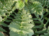 Giant Radish Leaves