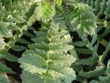 Giant Radish Leaves