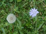 Dandelion Poof and Chicory Flower