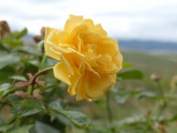 Yellow Rose in September