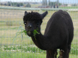 Winifred with a Snack
