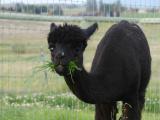 Winifred with a Snack