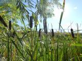 Sunny Afternoon with Cattails