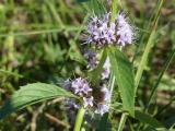 Tiny Mint Flowers