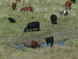 Assortment of Cows