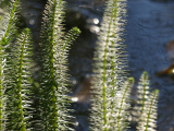 Spiky Water Plants