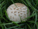 Mushroom Dome in the Grass