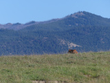 Cow Sitting in the Mountains