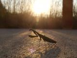 Praying Mantis at Sunset