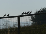 Quail Conference